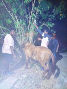PFA Mysore rescues a horse bitten by a cobra